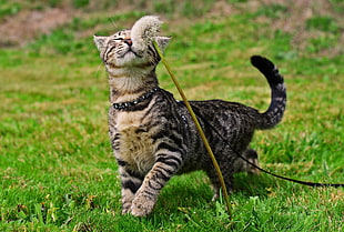 short-fur black and white cat, cat, grass, animals, flowers