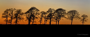 silhouette of tall trees during golden hour, orange trees HD wallpaper