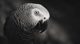 closeup photo of African grey parrot HD wallpaper