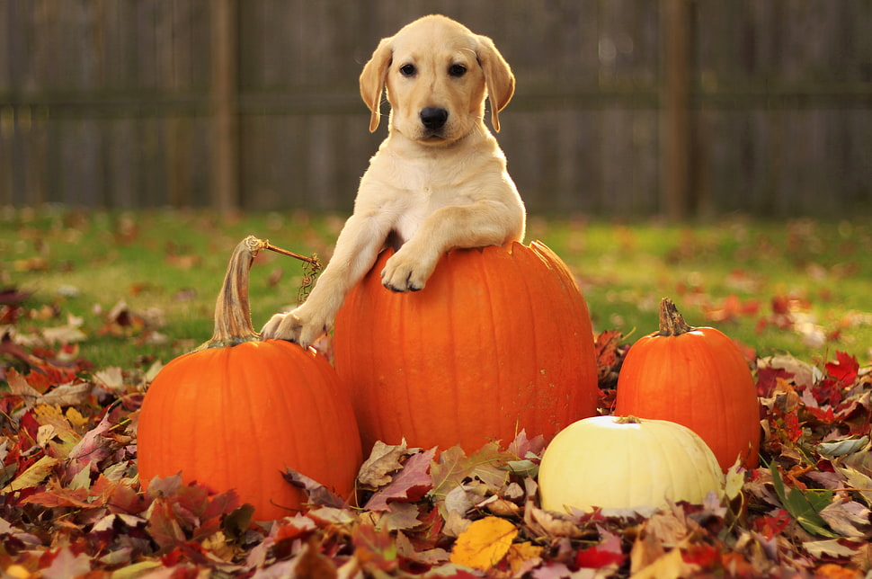 Yellow Labrador Retriever Puppy In Pumpkin Surrounded By Withered 