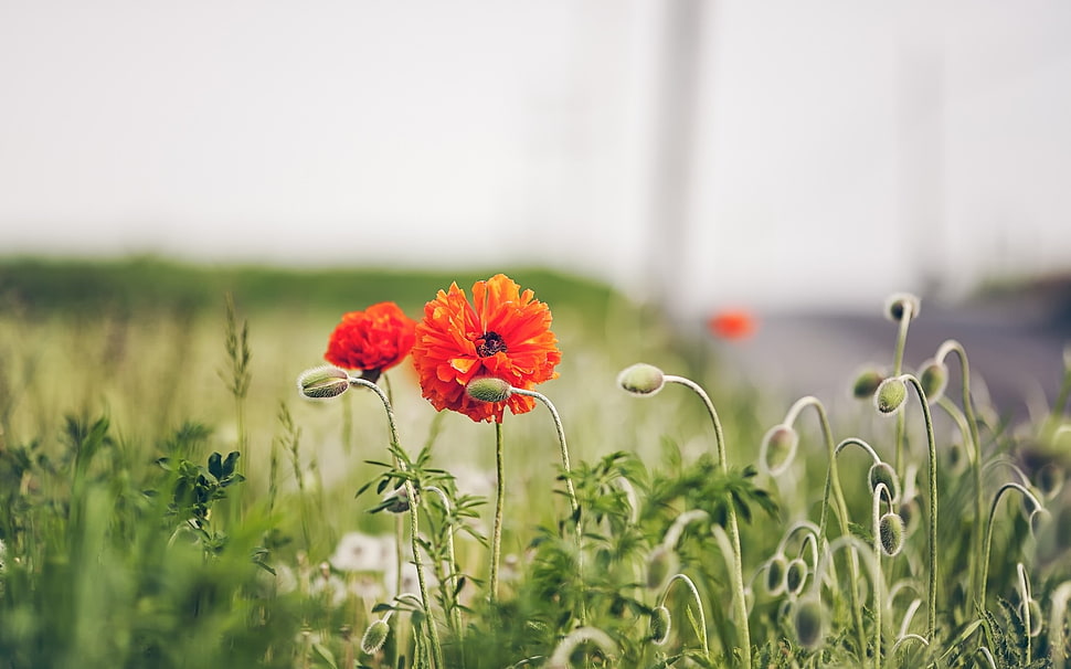 selective focus photography of red Poppy flower HD wallpaper