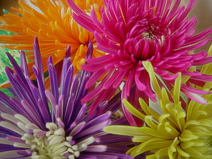 purple, orange and yellow flower HD wallpaper