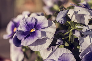 purple petaled flower, Violets, Flowers, Petals