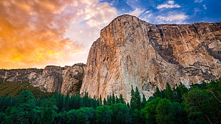 green trees, landscape, mountains, forest, nature