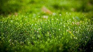 green grass with morning dew HD wallpaper