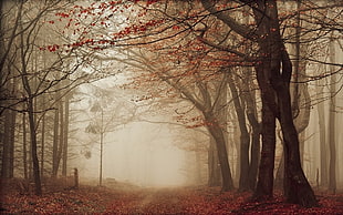 bare trees, nature, landscape, road, leaves