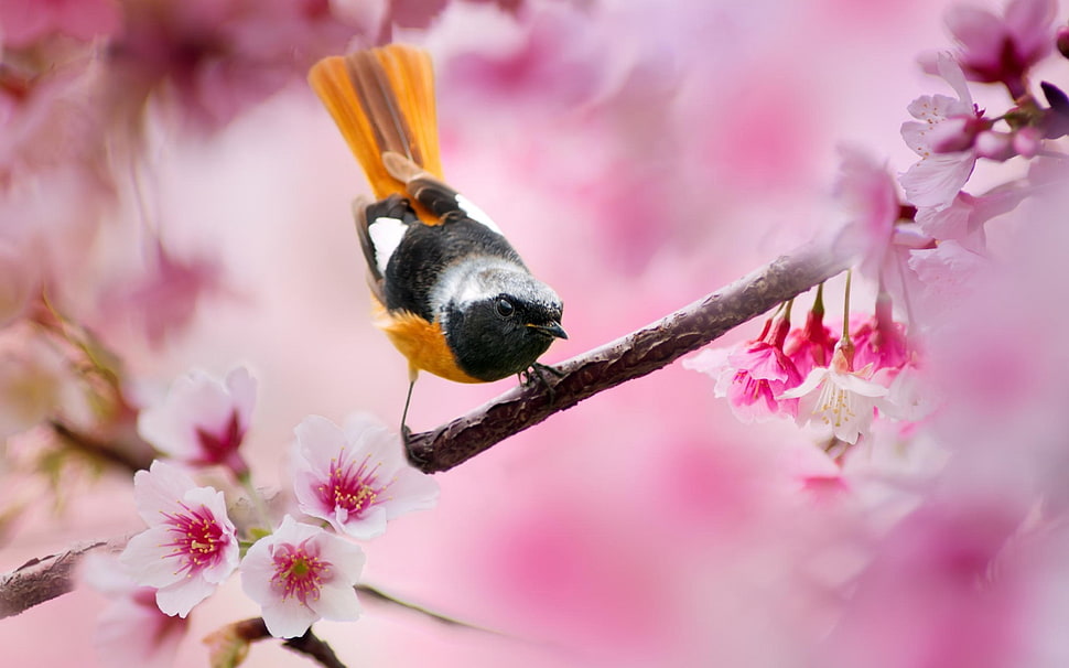 men's black and white shirt, birds, depth of field, flowers, pink flowers HD wallpaper