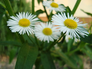 three white and green flower, flowers, white flowers, plants HD wallpaper