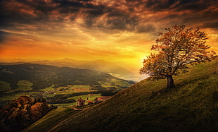 brown leafed tree, landscape, valley, trees