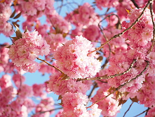 pink flowers HD wallpaper