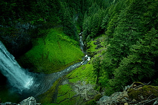 waterfalls and pine trees