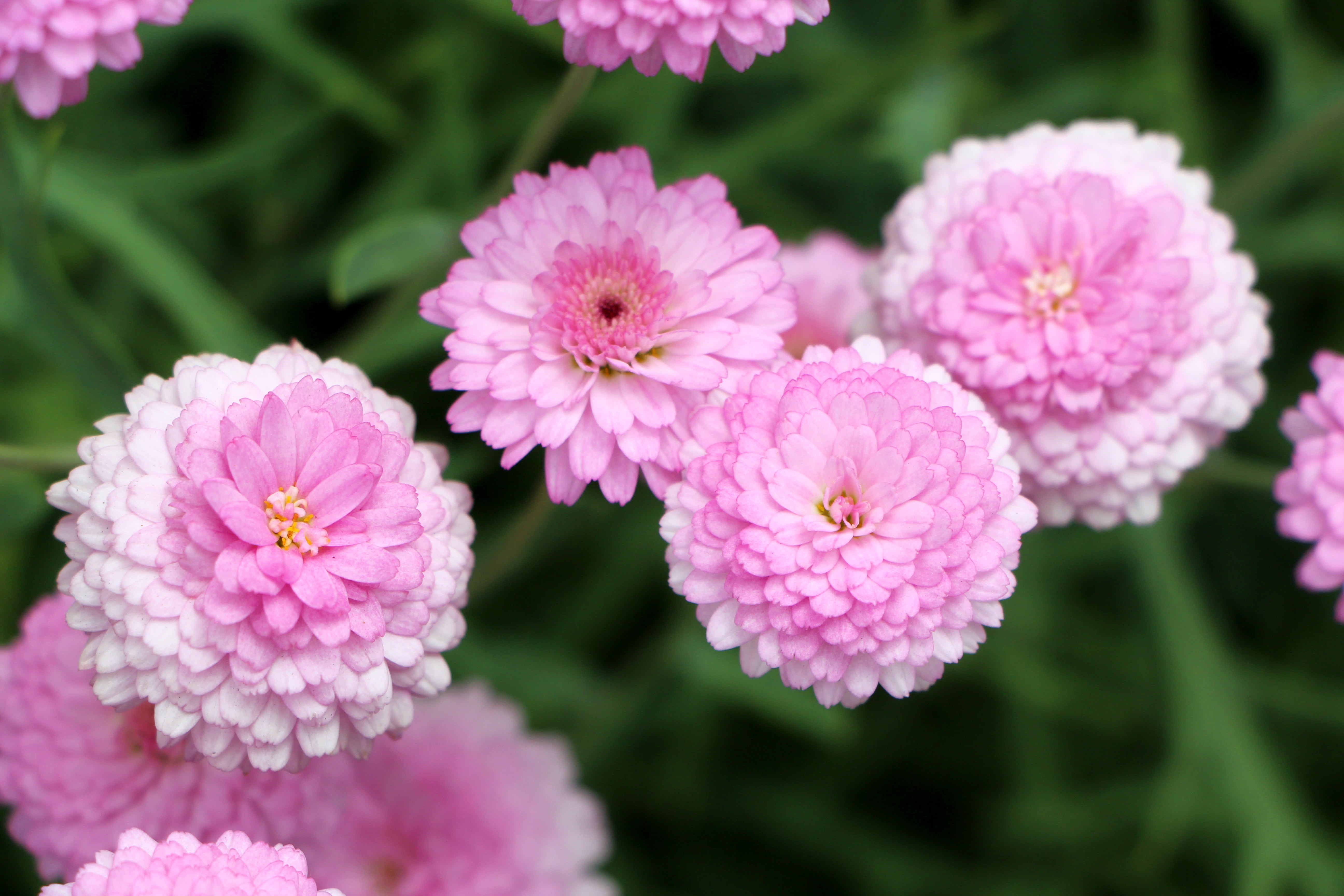 pink flower field