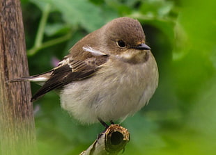 brown feather short beak bird, pied flycatcher HD wallpaper