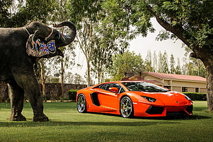 orange Lamborghini sports car