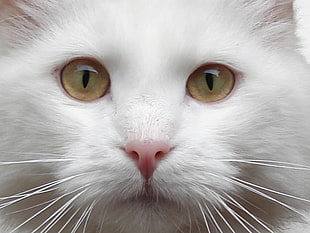 white cat