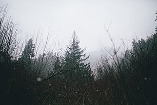 green pine tree, Greg Shield, photography, landscape, nature