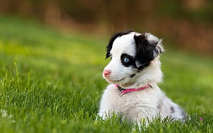 Australian Shepherd dog puppy lying on grass field