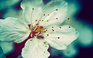 white flower in close up photography