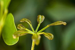 macro photography of green leaves, réunion