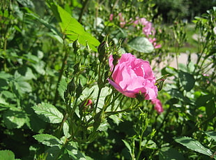 pink Peony flower in selective focus photography