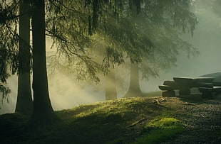 green leafed tree, forest, sun rays, nature, trees