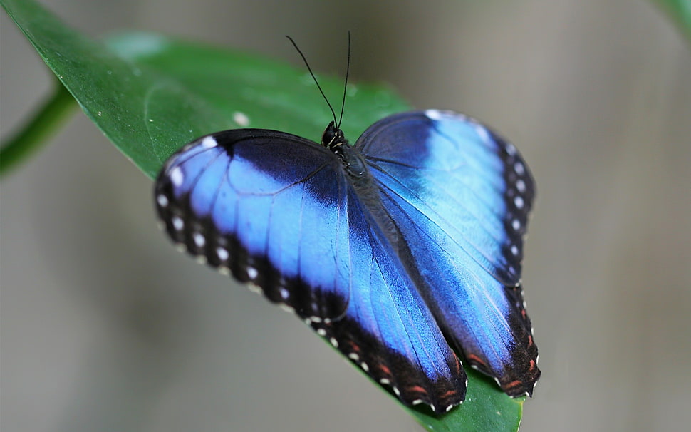 morpho butterfly in closeup photo HD wallpaper