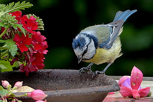 close up photo of blue and yellow bird HD wallpaper