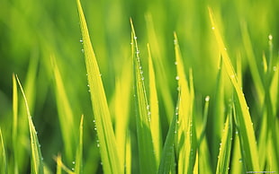 macro photography of water dew on green grass
