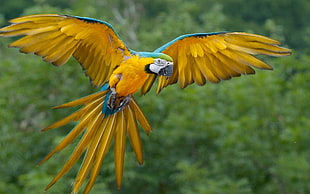yellow macaw spread it's wings HD wallpaper