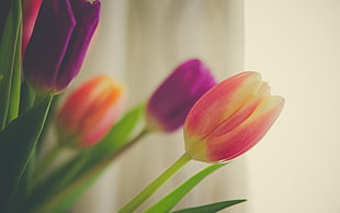two purple and orange tulip flowers, flowers HD wallpaper