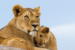 Lioness and cub