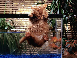 brown cat on glass fish tank HD wallpaper