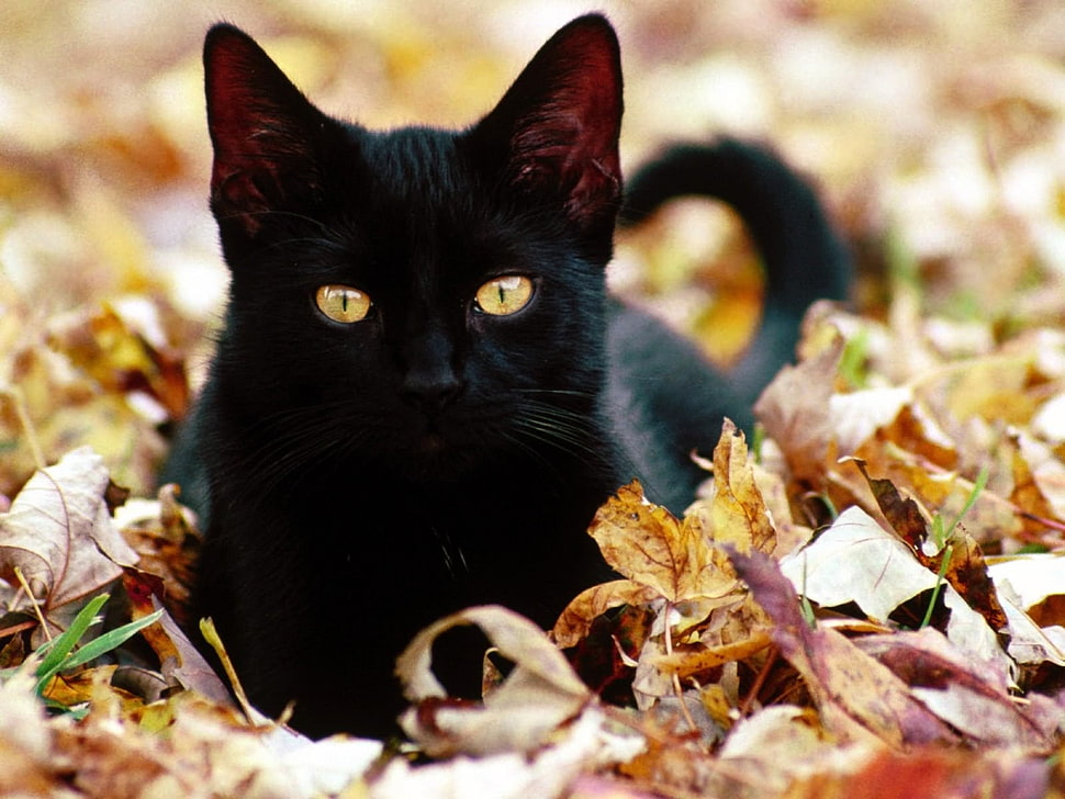 short-coated black cat sits on dried leaves HD wallpaper
