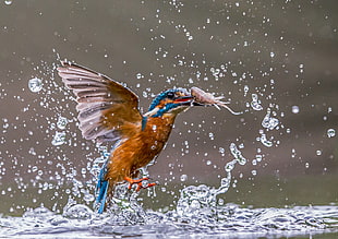 brown and blue Kingfisher catch shrimp above body of water HD wallpaper
