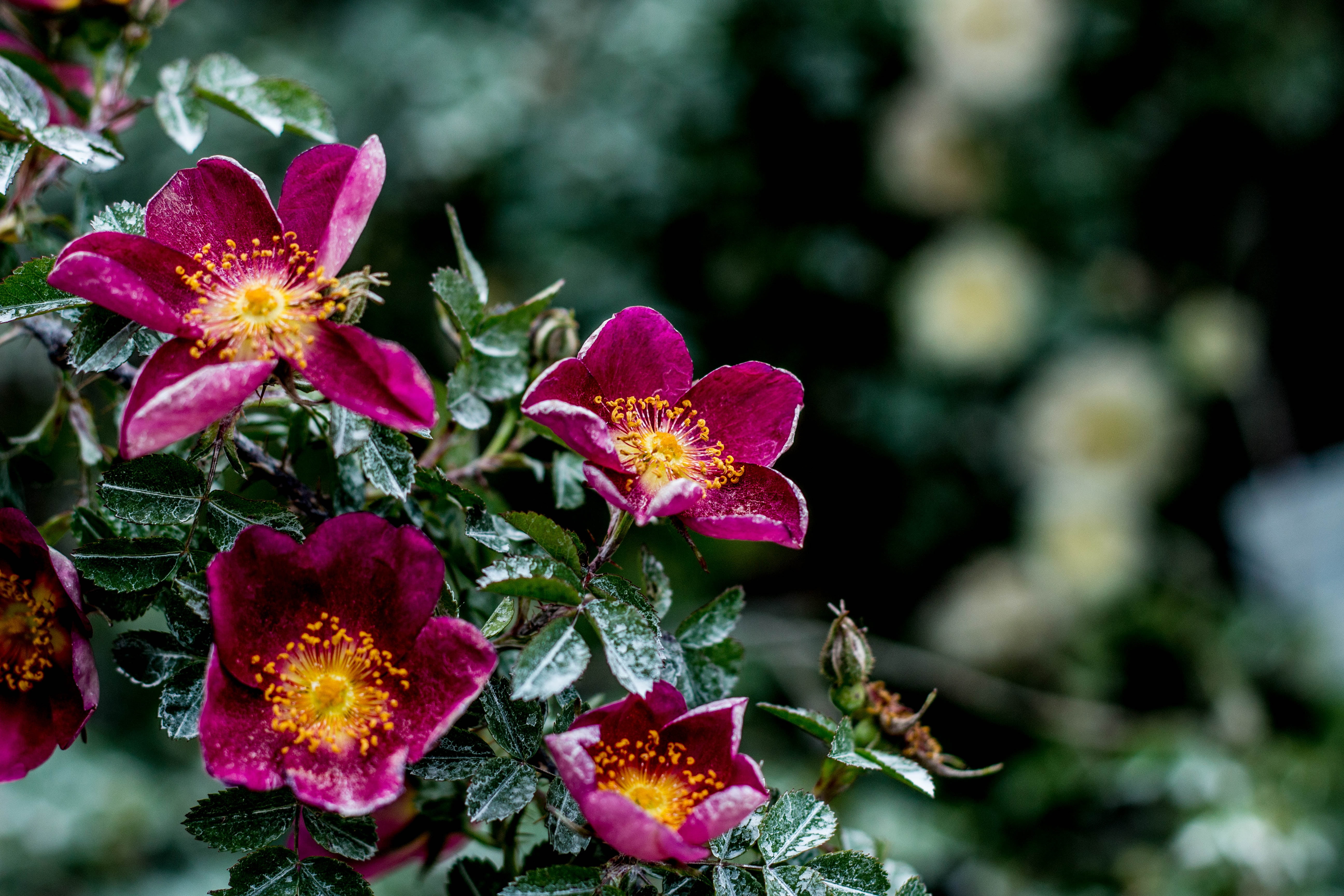 red anemone flower, Flowers, Bush, Moisture