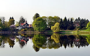 clear body of water in front of forest field HD wallpaper