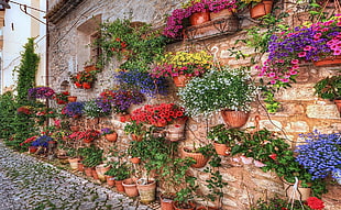 flowers on pot on wall HD wallpaper