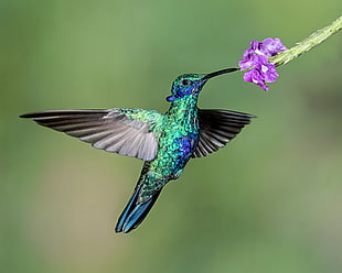 macro photography of blue and green hummingbird perched on purple flower HD wallpaper