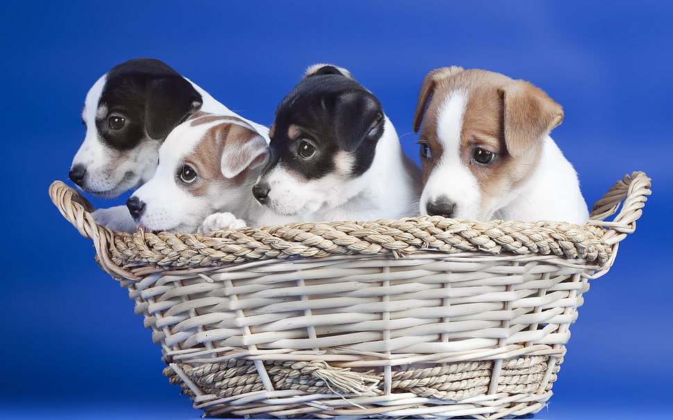 four brown and black puppies in basket HD wallpaper