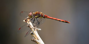 close up photo of red dragonfly HD wallpaper