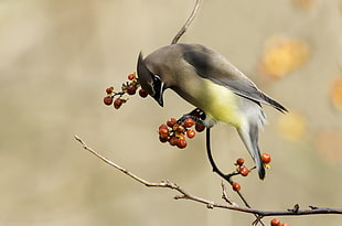 gray and yellow bird perched on brown tree branch at daytime, cedar waxwing HD wallpaper