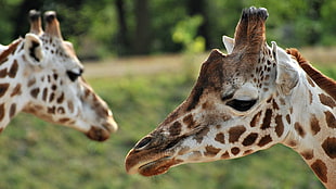 brown and black leopard print fish, giraffes