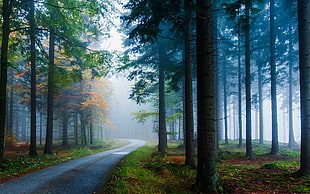 green tree with fog on forest HD wallpaper