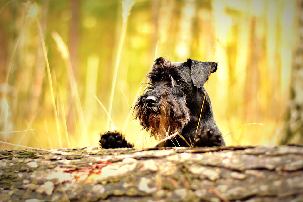 adult black and brown terrier HD wallpaper