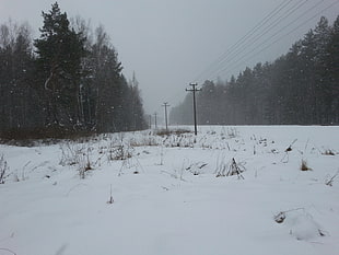 green leafed trees, winter, power lines, snow, forest HD wallpaper