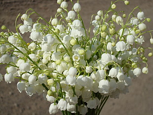 white petaled flowers