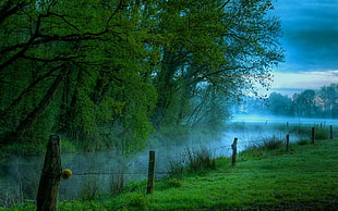 green grass field and trees, nature, landscape, mist, river HD wallpaper