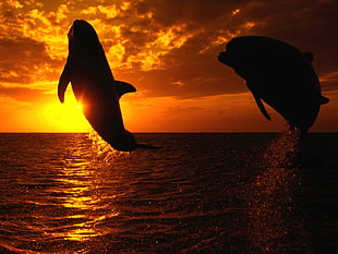 dolphins, sea, dolphin, sunset, jumping HD wallpaper