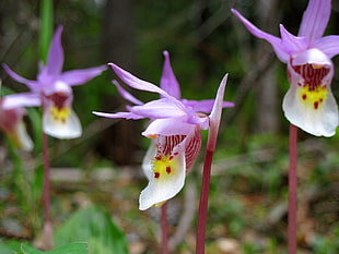 macro photography of purple and yellow flower, fairy slipper, calypso bulbosa