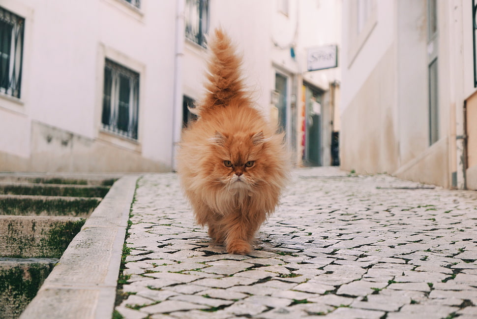 shallow focus photography of brown long-coated cat at the street during daytime HD wallpaper